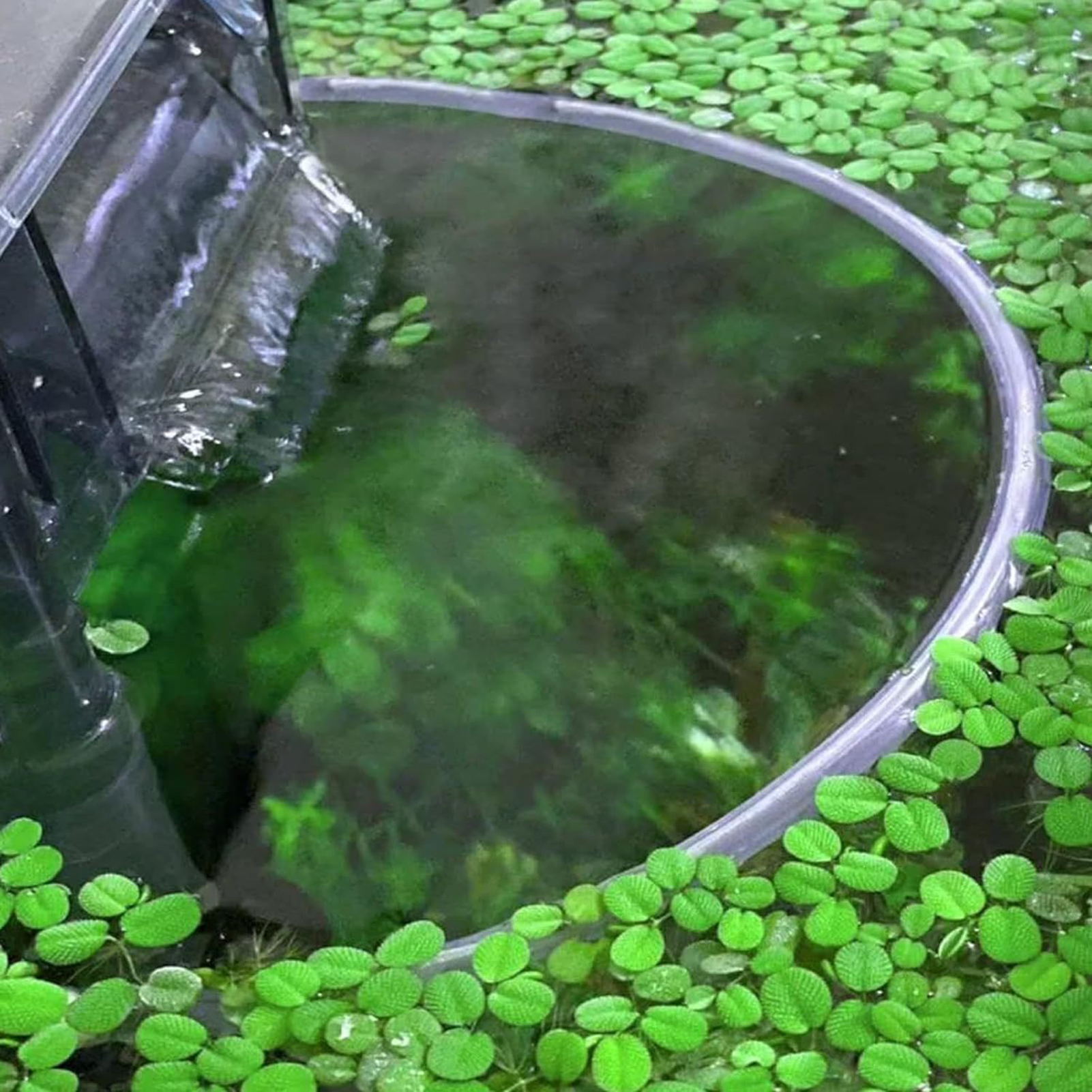 Floating Plant Fence for Fish  - Home Improvement Fence 评论和价格